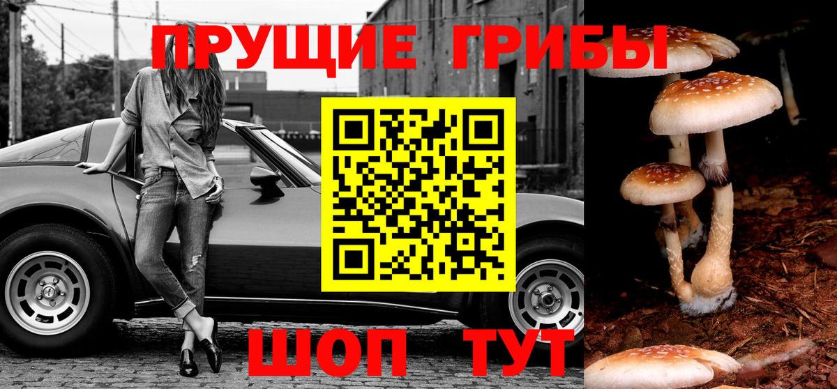Псилоцибиновые грибы Cubensis Георгиевск